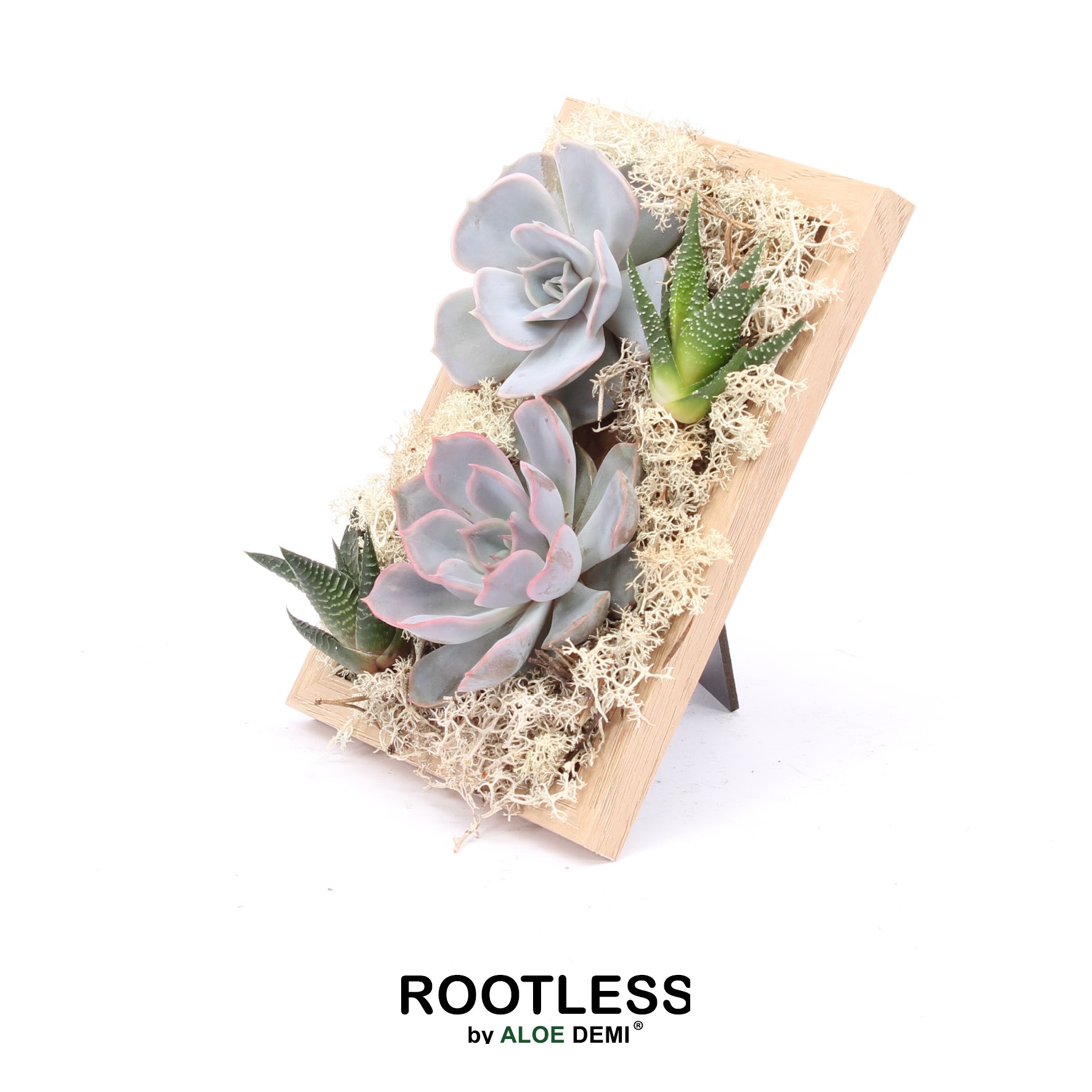 ROOTLESS Echeveria Haworthia, Photo frame, D 12 cm