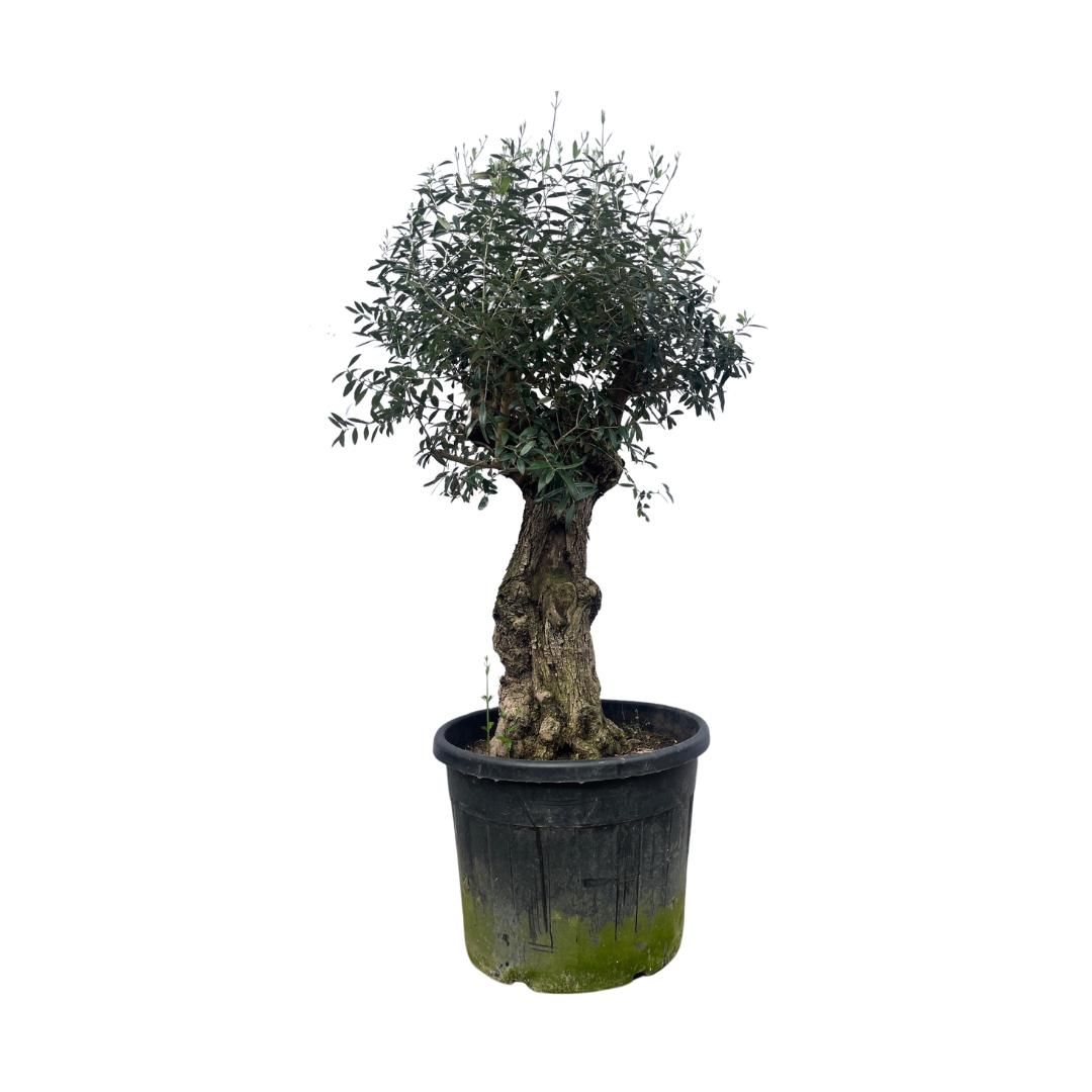 Olea Europaea Bonsai - 210cm, D 80