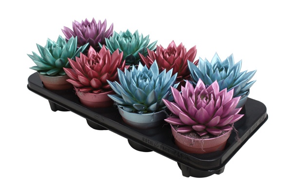 Miranda coloured metallic mix, D 12