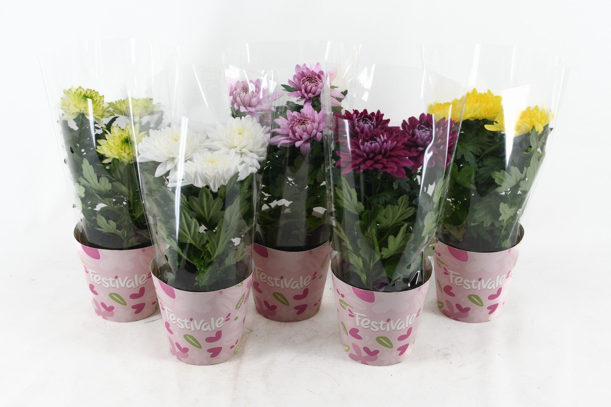 Festivale Chrysanne® Zembla Next mix, D 13