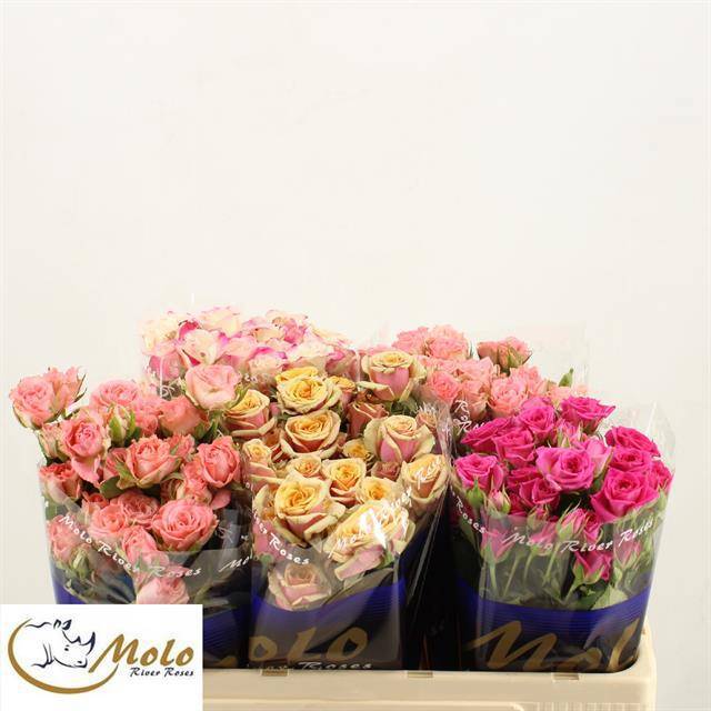 Роза куст. Микс в баке 50, шт.