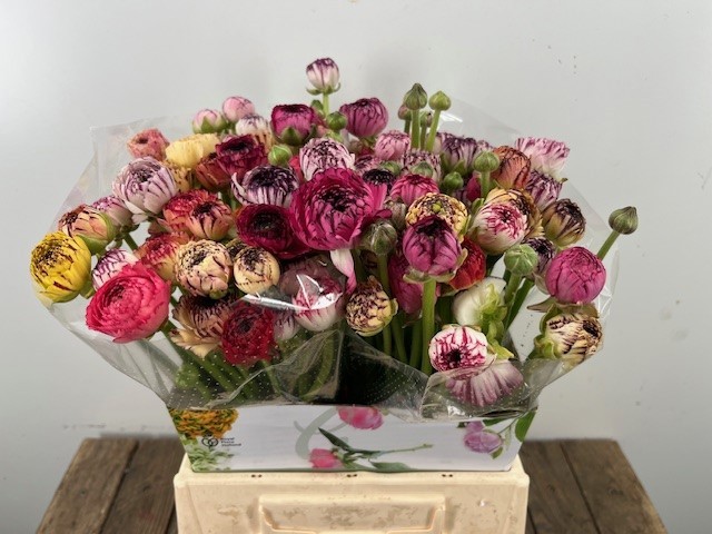 Ранункулус Андреа Каппуччино 40 (оранж.), шт.