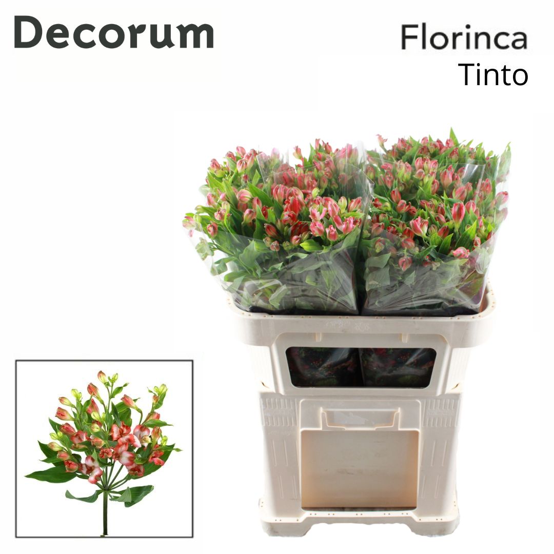 Альстромерия Тинто (розово-бел.), шт.