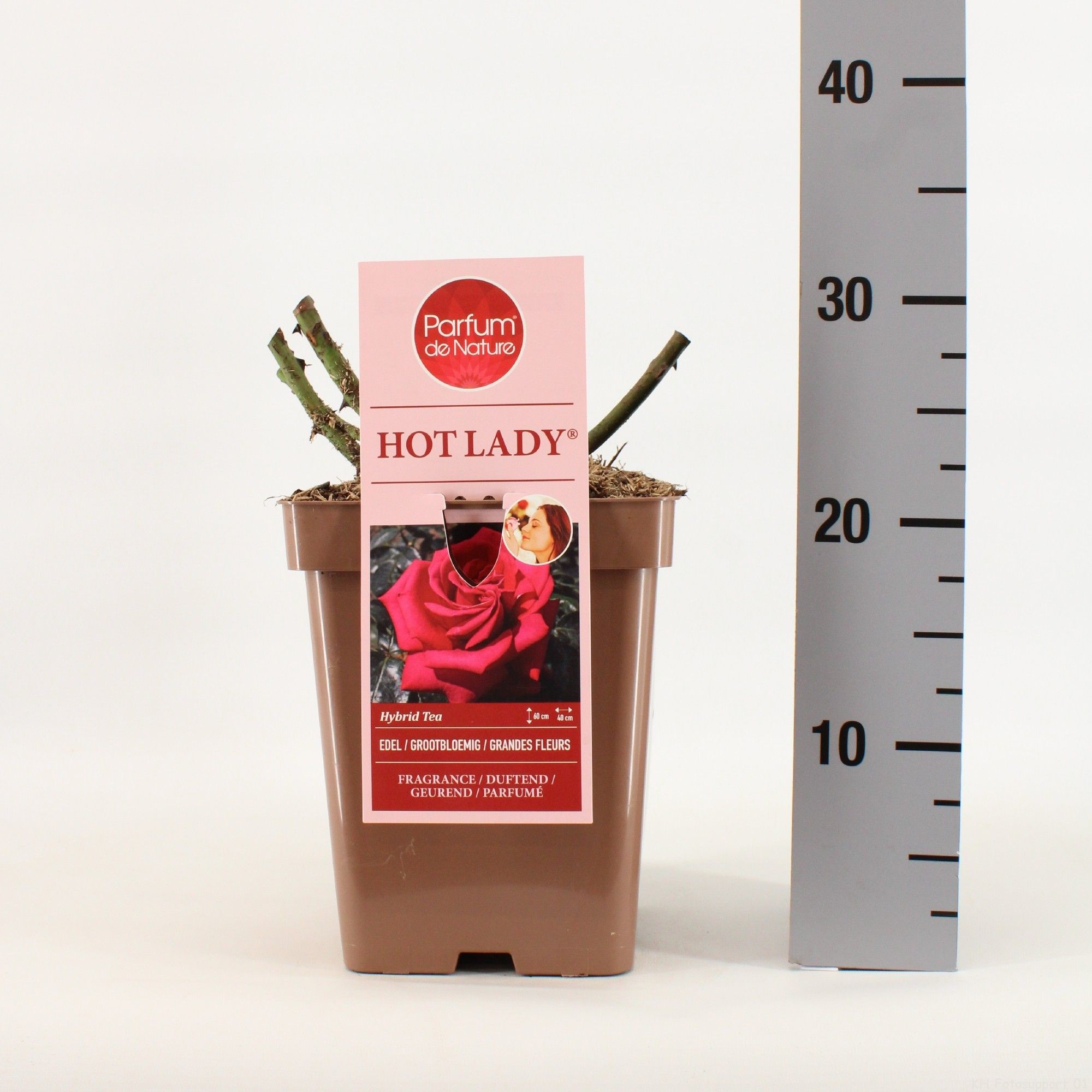 Rosa Hot Lady ® 'Parfum de Nature', C5, D 23 cm