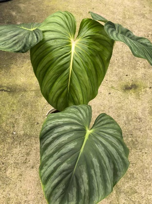 Алоказия 200 Вотермелонс Биг Вейвс Олд Стамп 17 50