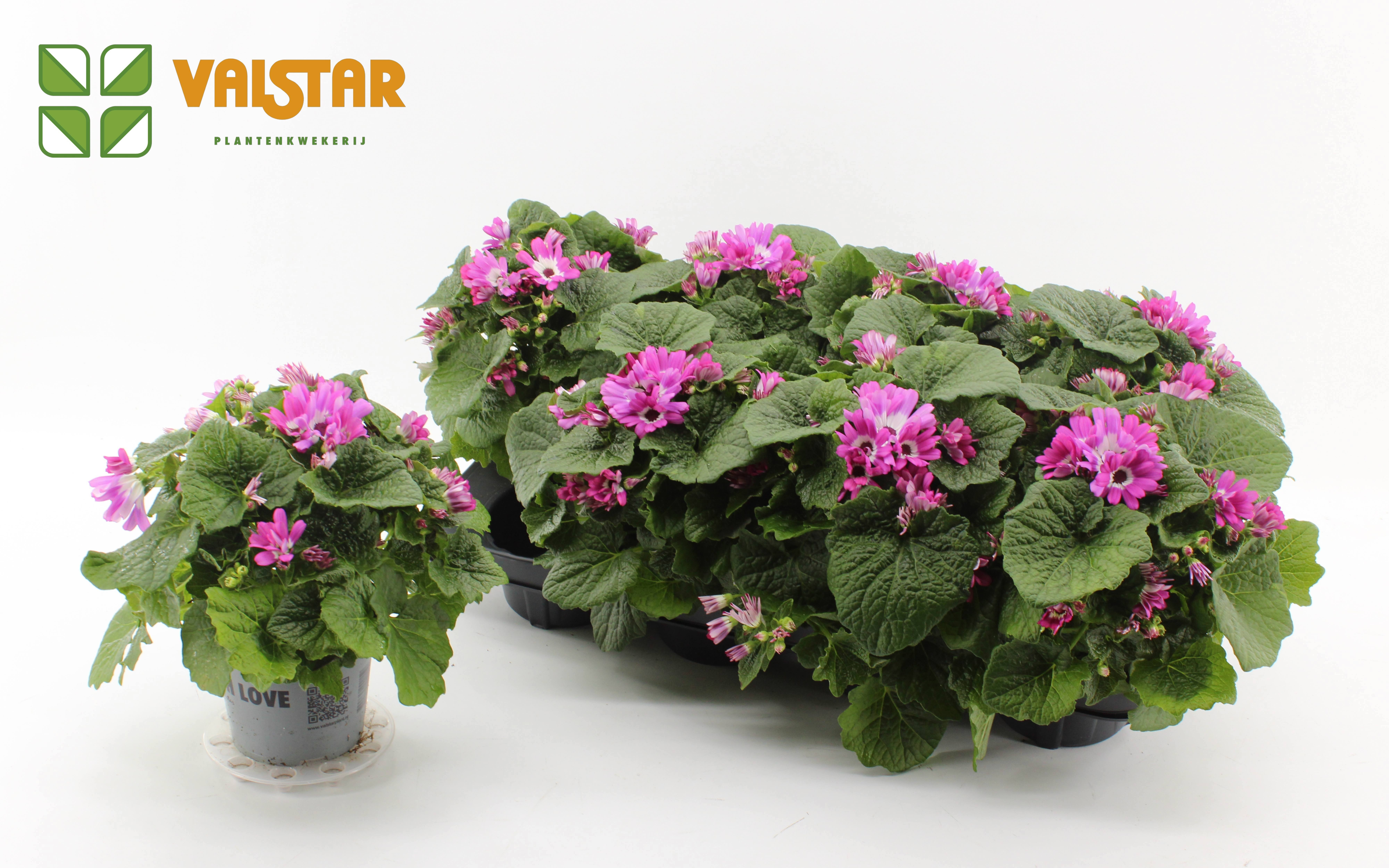 Pericallis Cruenta Senetti FLASHY FUCHSIA 12 cm, D 12