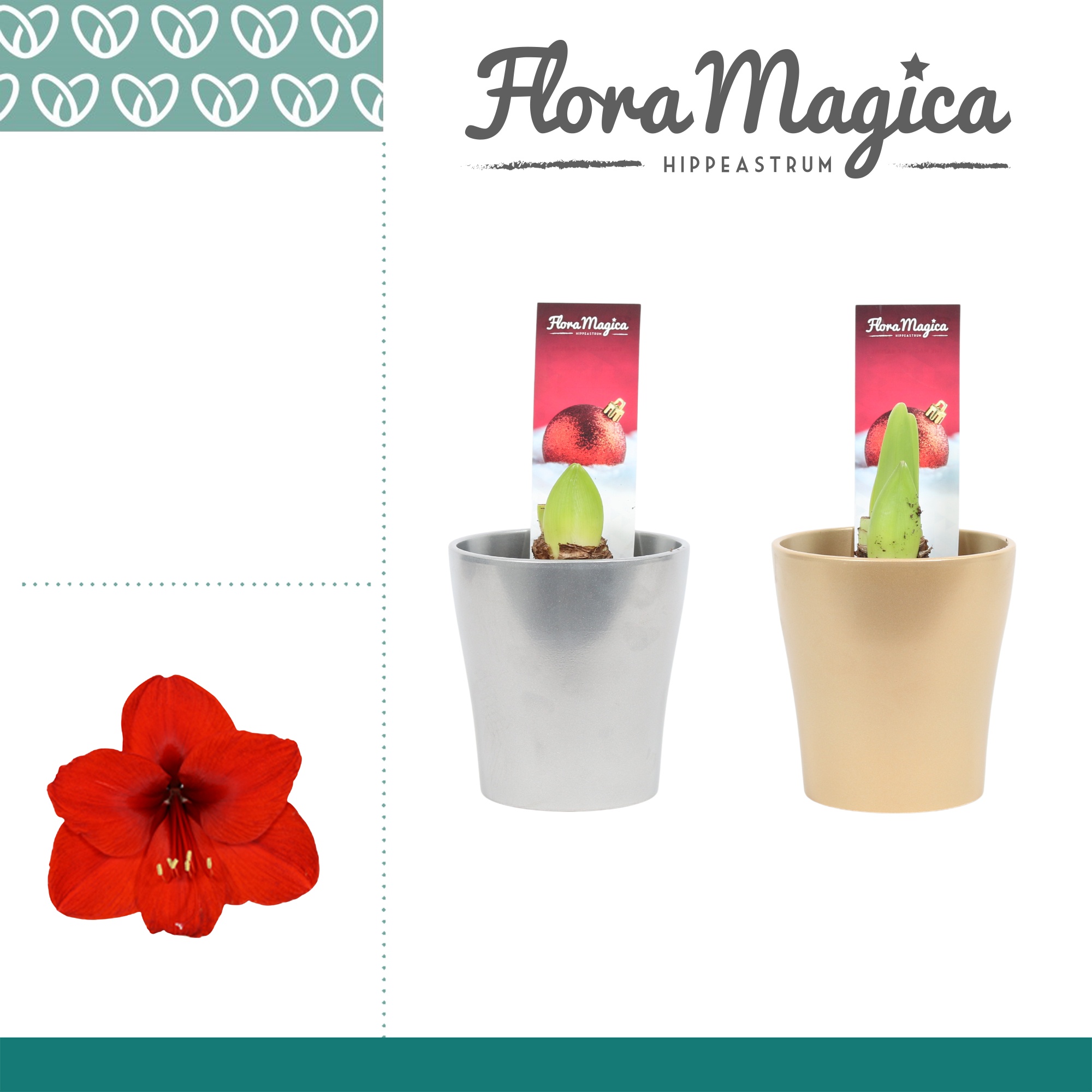 Amaryllis Rood 2 Knop Amy KERST, D 12 cm