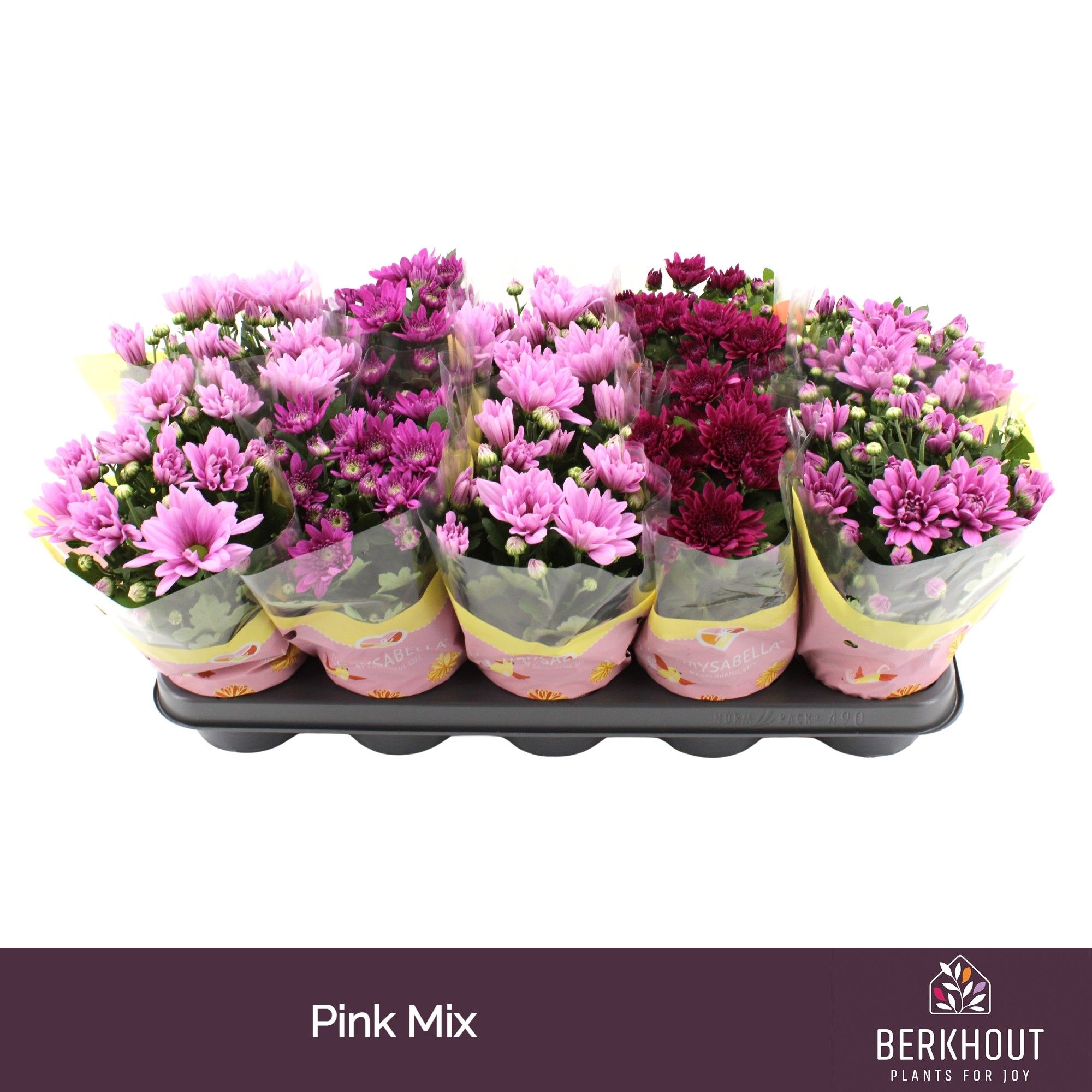 Chrysant Pink mix, D 12