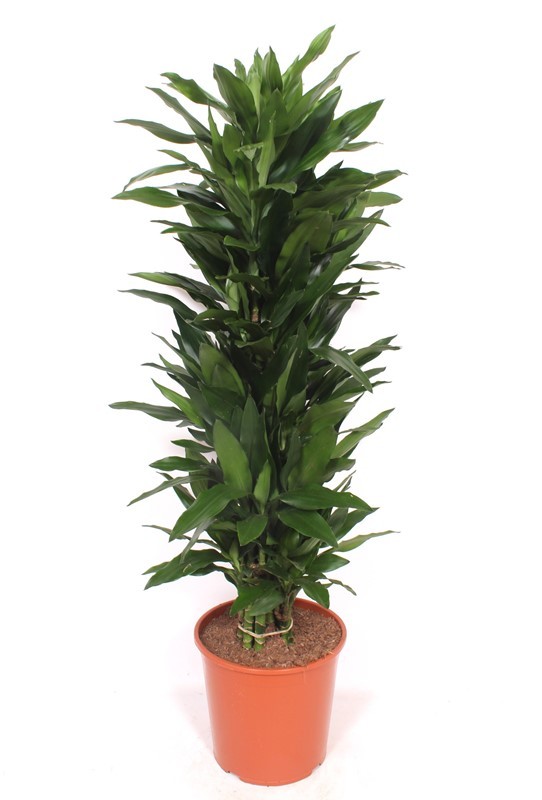 Dracaena Janet Lind, D 30
