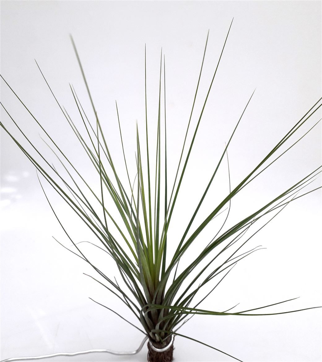 Tillandsia 'Spike', D 10
