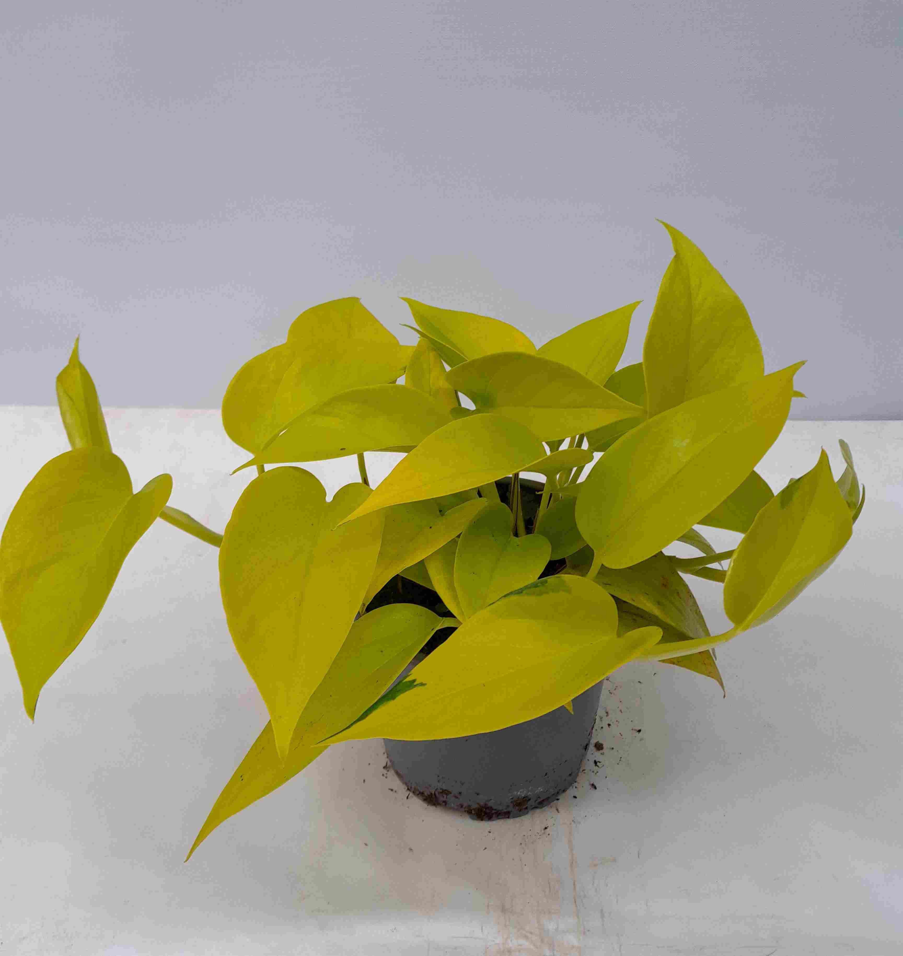 PHILODENDRON SCANDENS 'Neonl', D 12 cm PHILODENDRON SCANDENS 'Neonl', D 12 cm