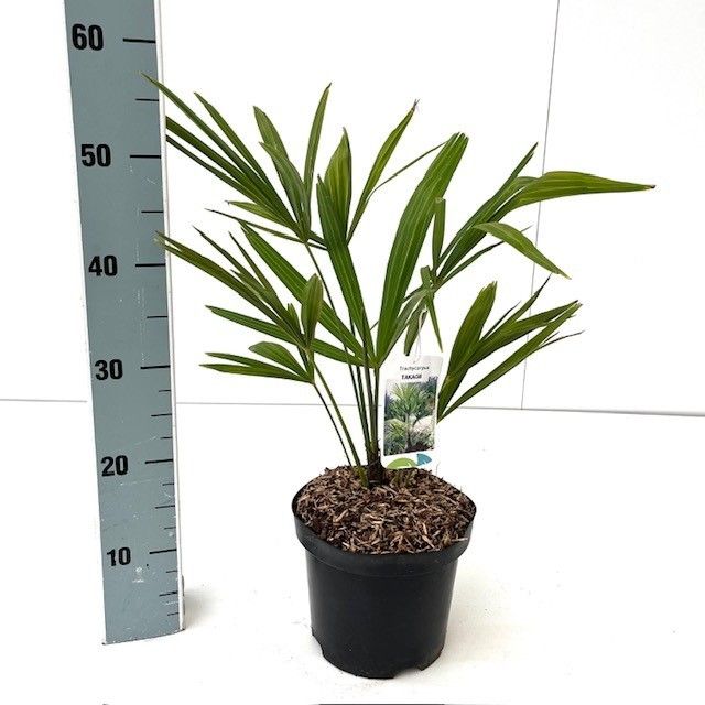 Trachycarpus takagii 30-40, D 19