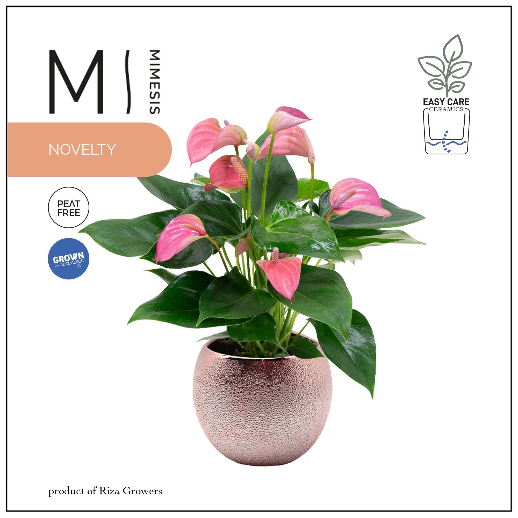 Mimesis Anthurium KARMA Joli - 12cm Bubbly Rose Gold, D 12