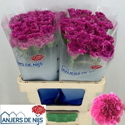 Диантус од. Фарида, шт.