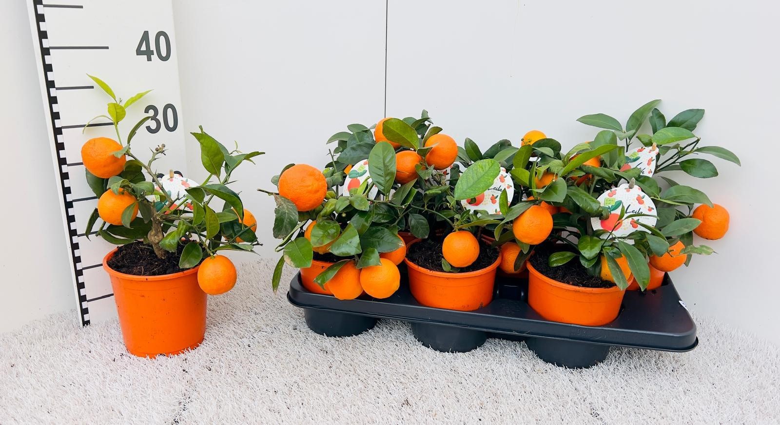 Citrus limetta Rossa-Lime medi-stem (s2), D 14