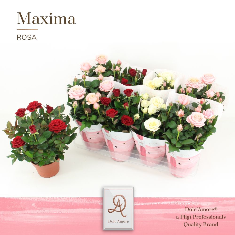 Potroos Valencia Mix P14 Dolc'Amore® Maxima, D 14