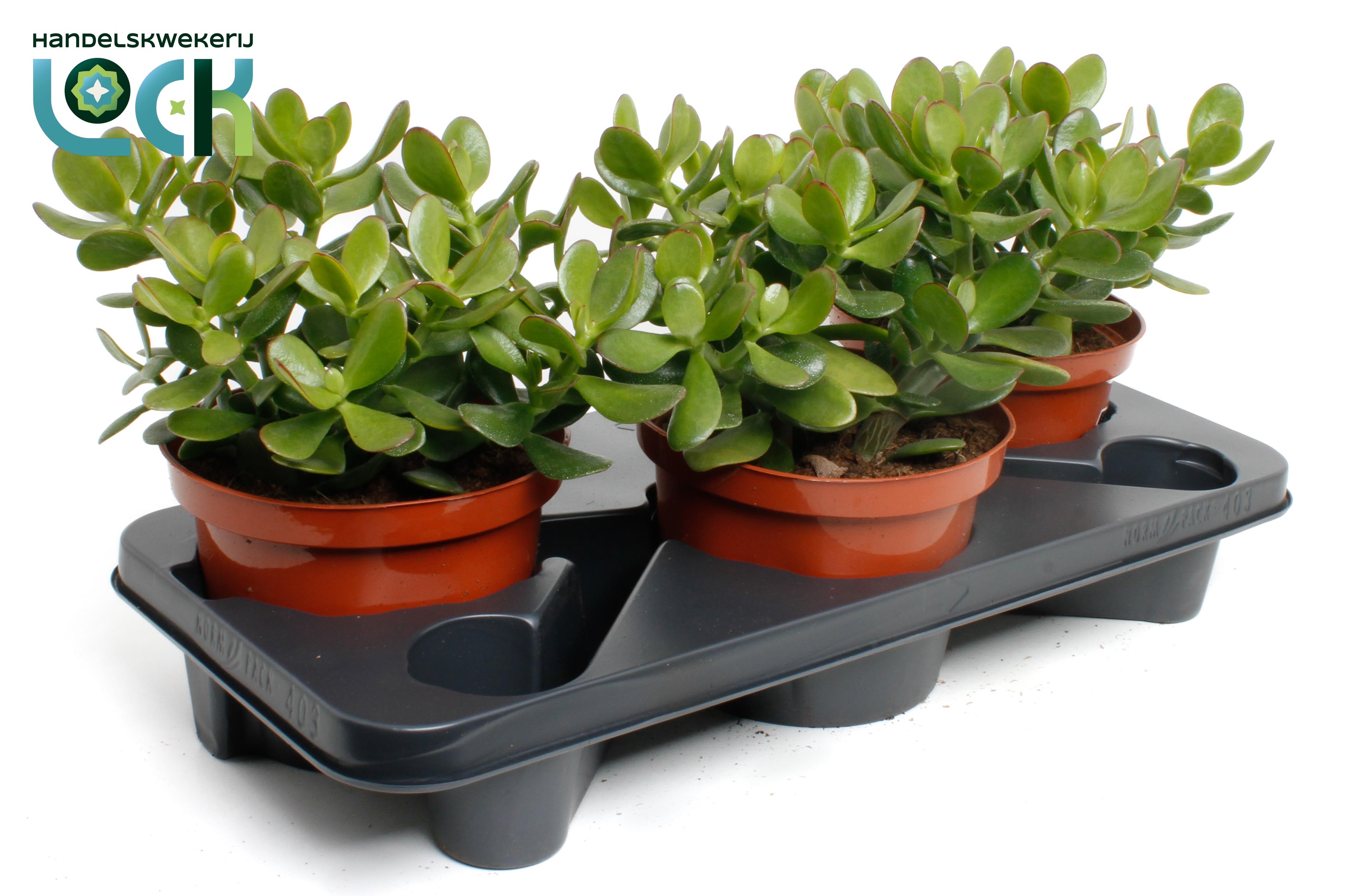 Crassula Argentea Ovata, D 17