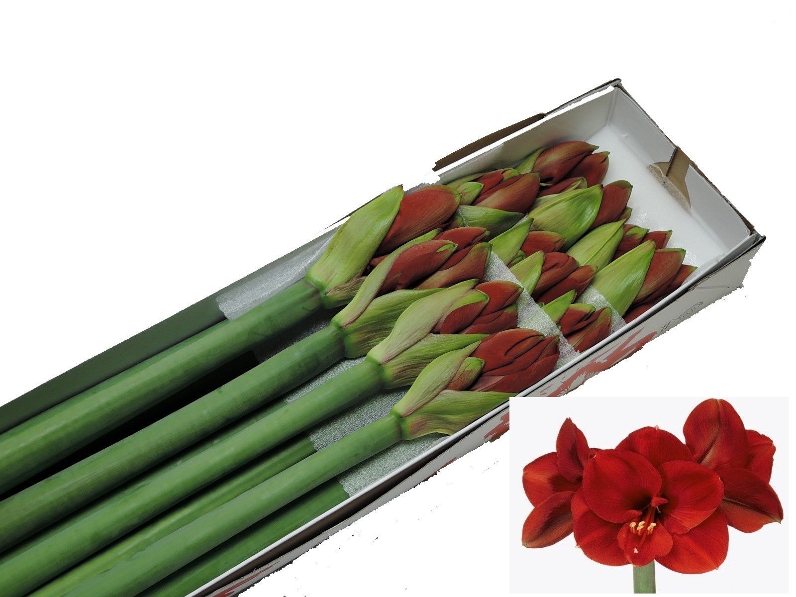 Амарилис Феррари (красн.) x12, шт.