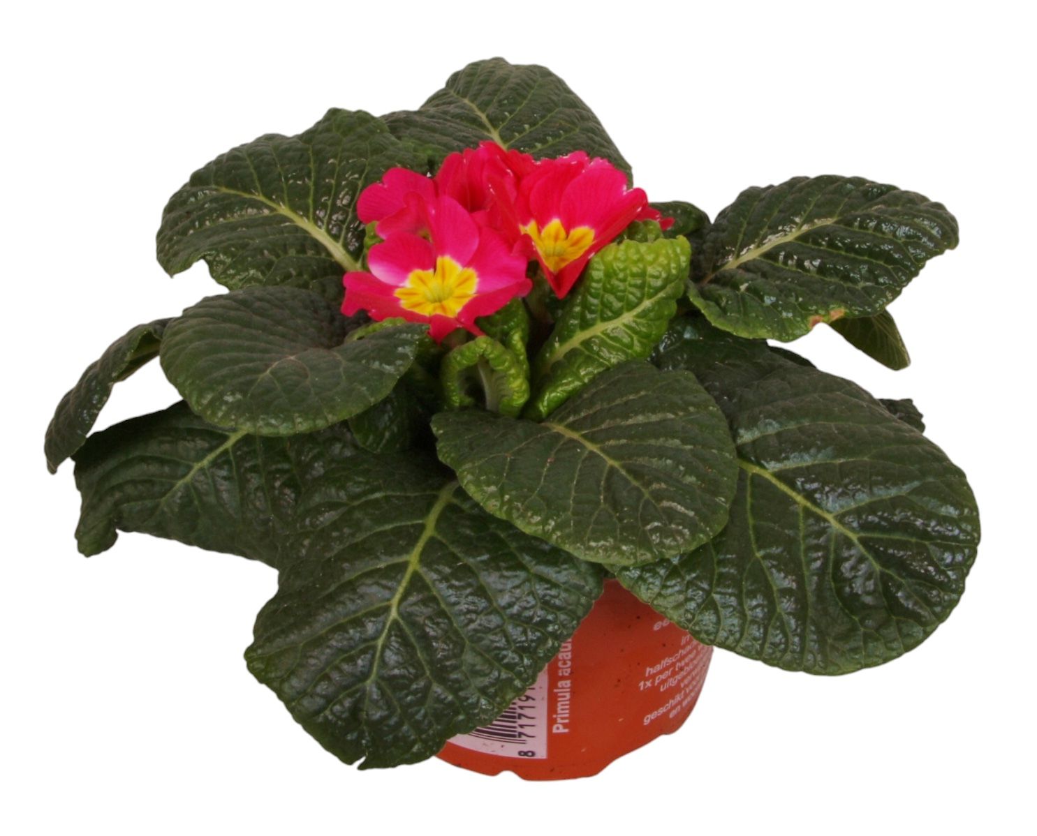 Primula Acaulis 9 cm Rose', D 9 cm Primula Acaulis 9 cm Rose', D 9 cm