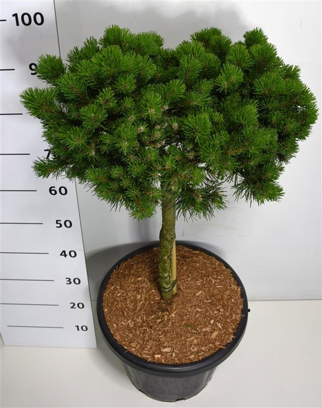 Pinus mugo 'Lilliput', D 38