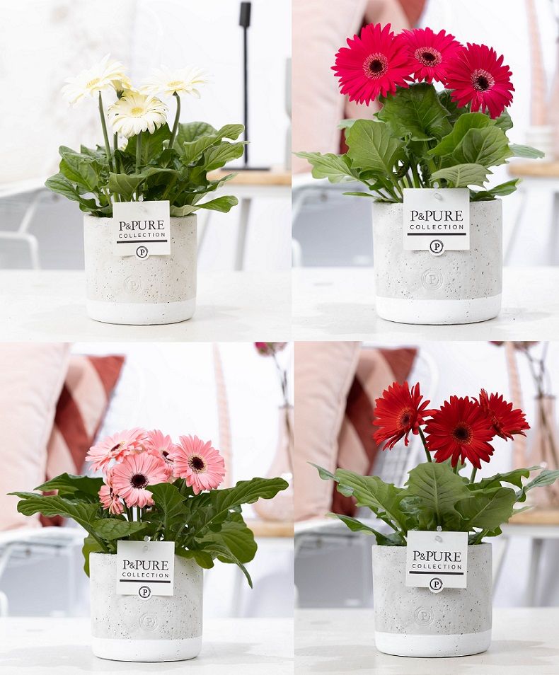 Gerbera belicht 2+ in jade 4 luxe keramiek beton, D 12