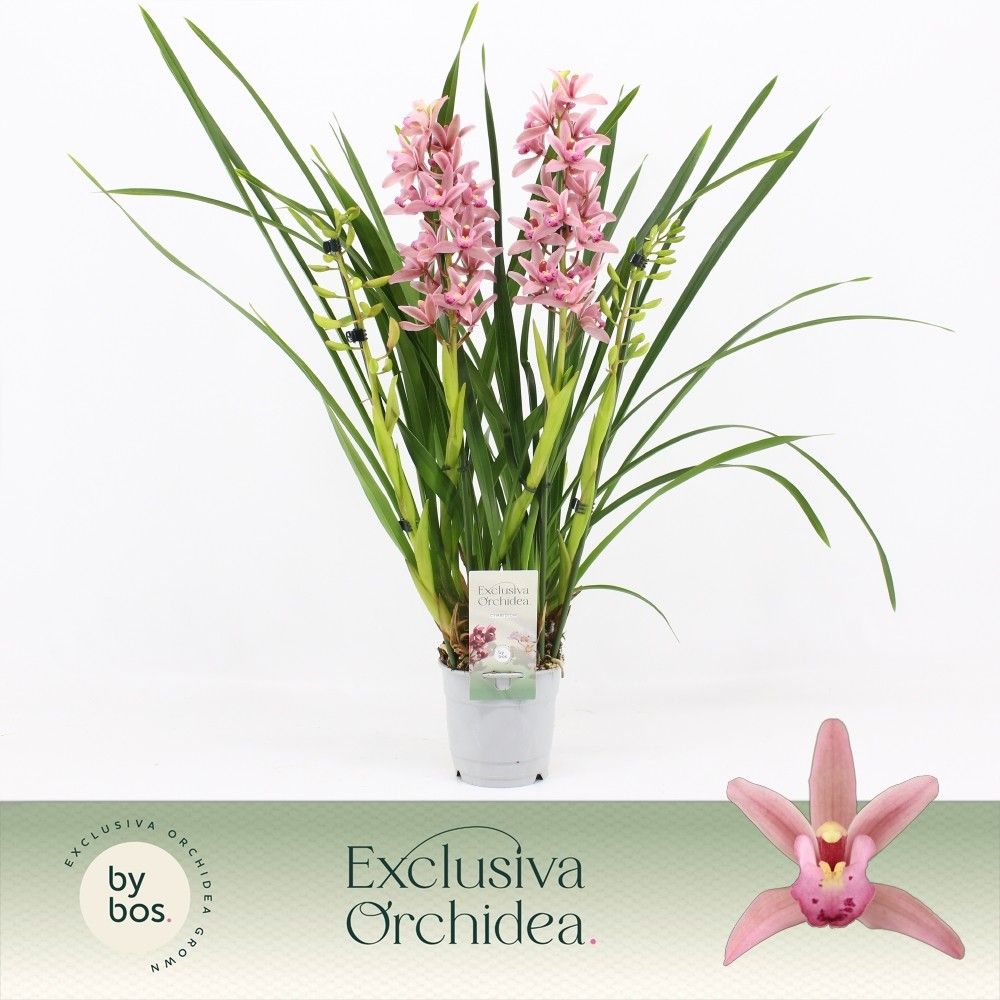 Cymbidium, Pinky 4-spike 'Exclusiva Orchidea', D 12