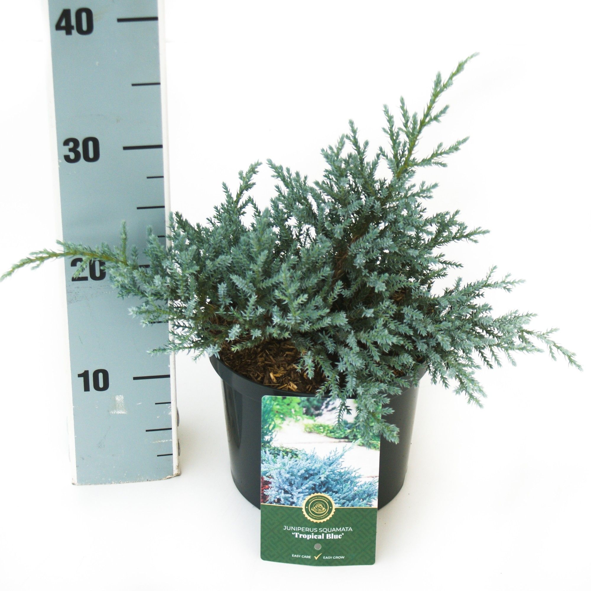 Juniperus s. 'Tropical Blue', D 23 cm