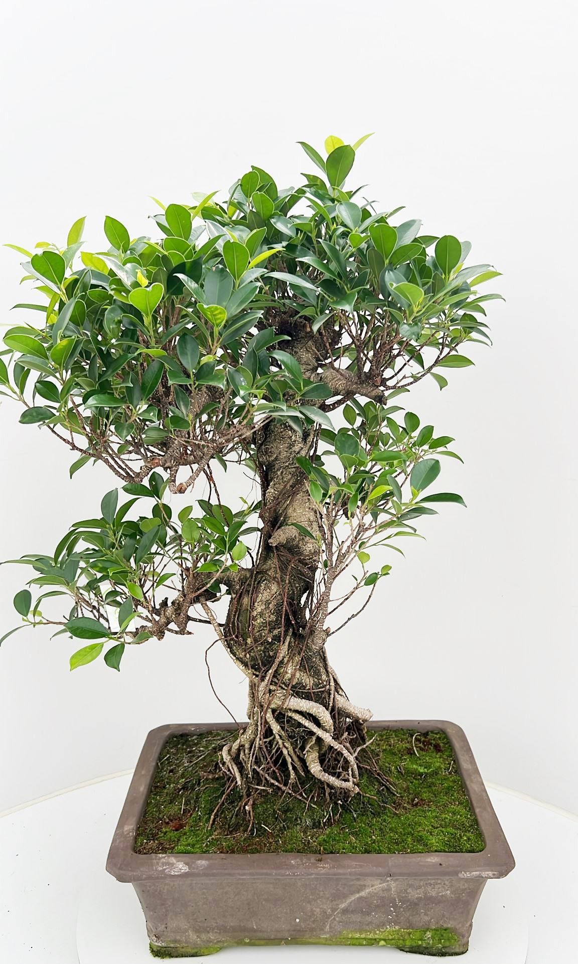 Ficus retusa, pot 40cm. Height 85cm.( single item), D 40