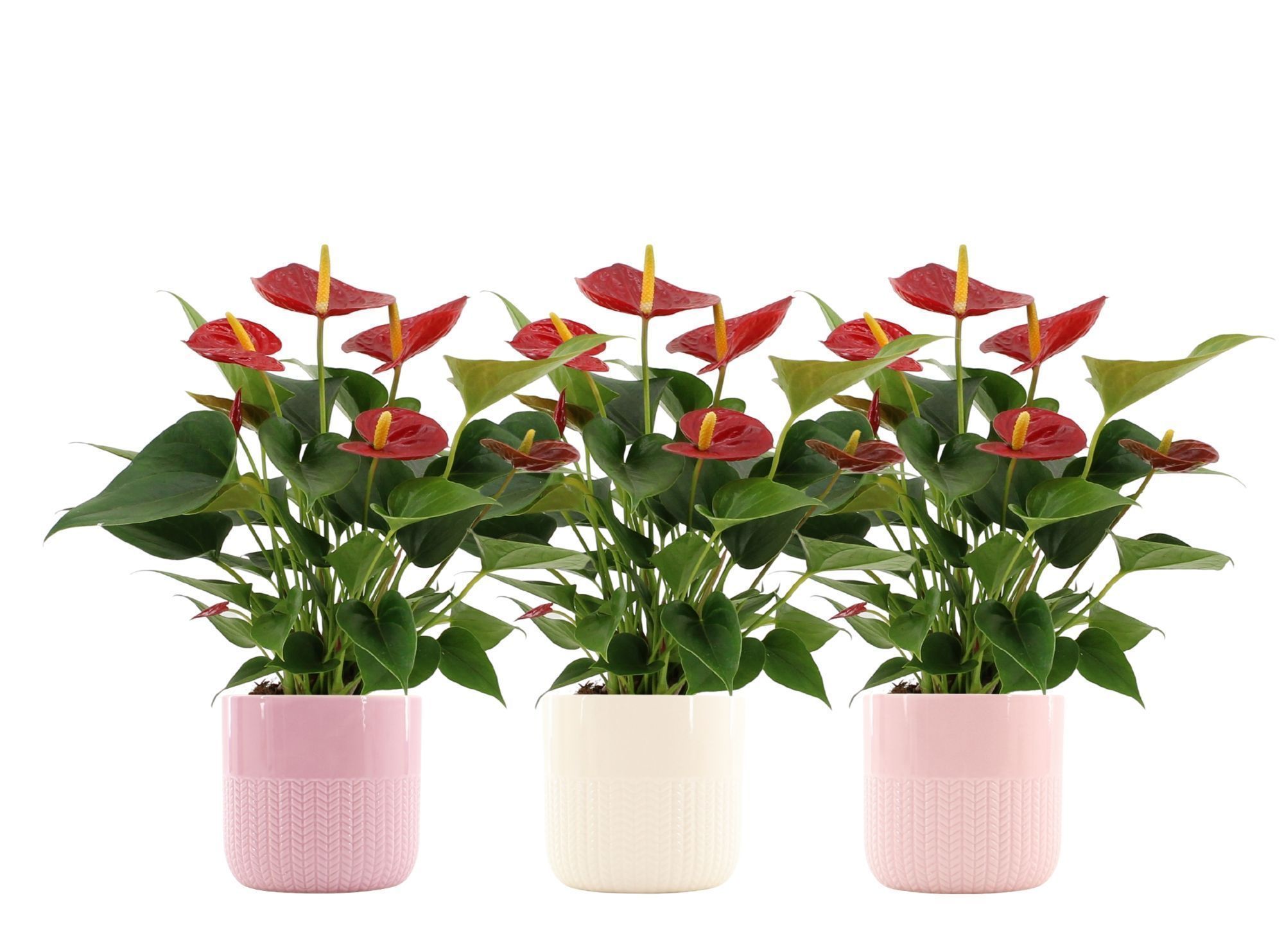 Anthurium Diamond Red in Toulouse ceramics, D 12 cm
