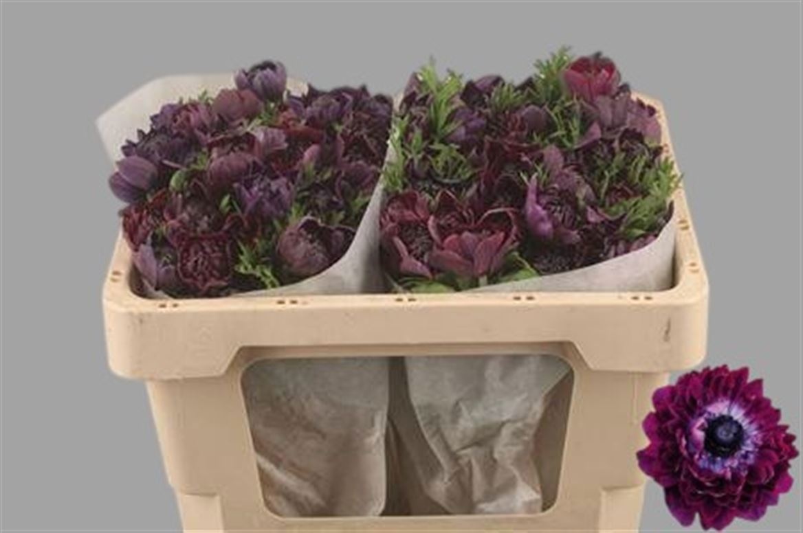 Анемон Овериг 45, шт.