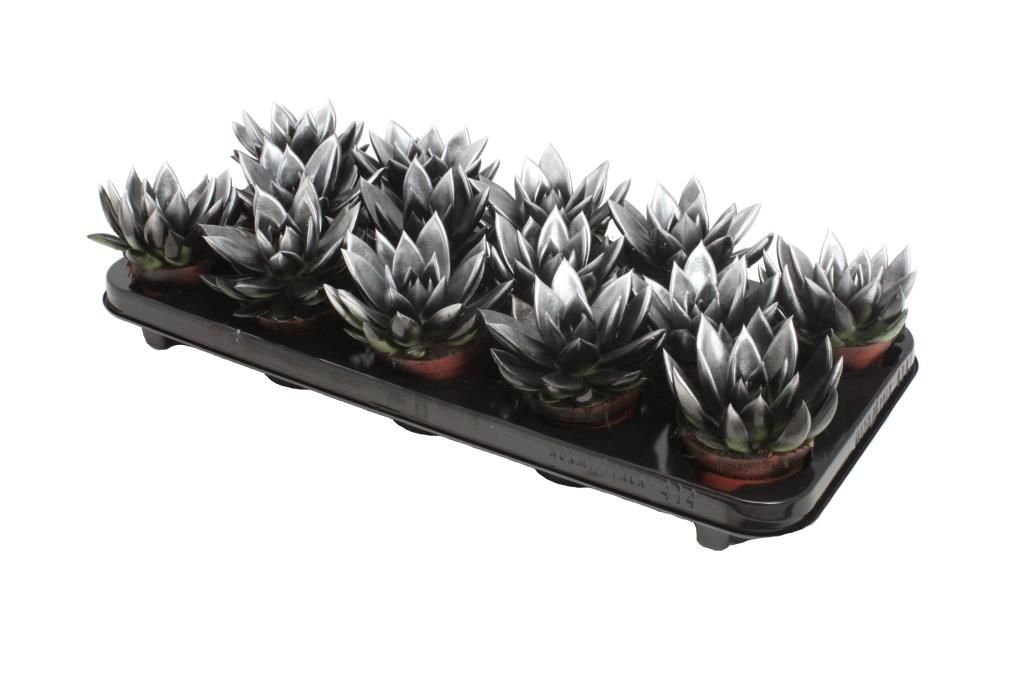 Miranda bicoloured black/silver, D 8,5