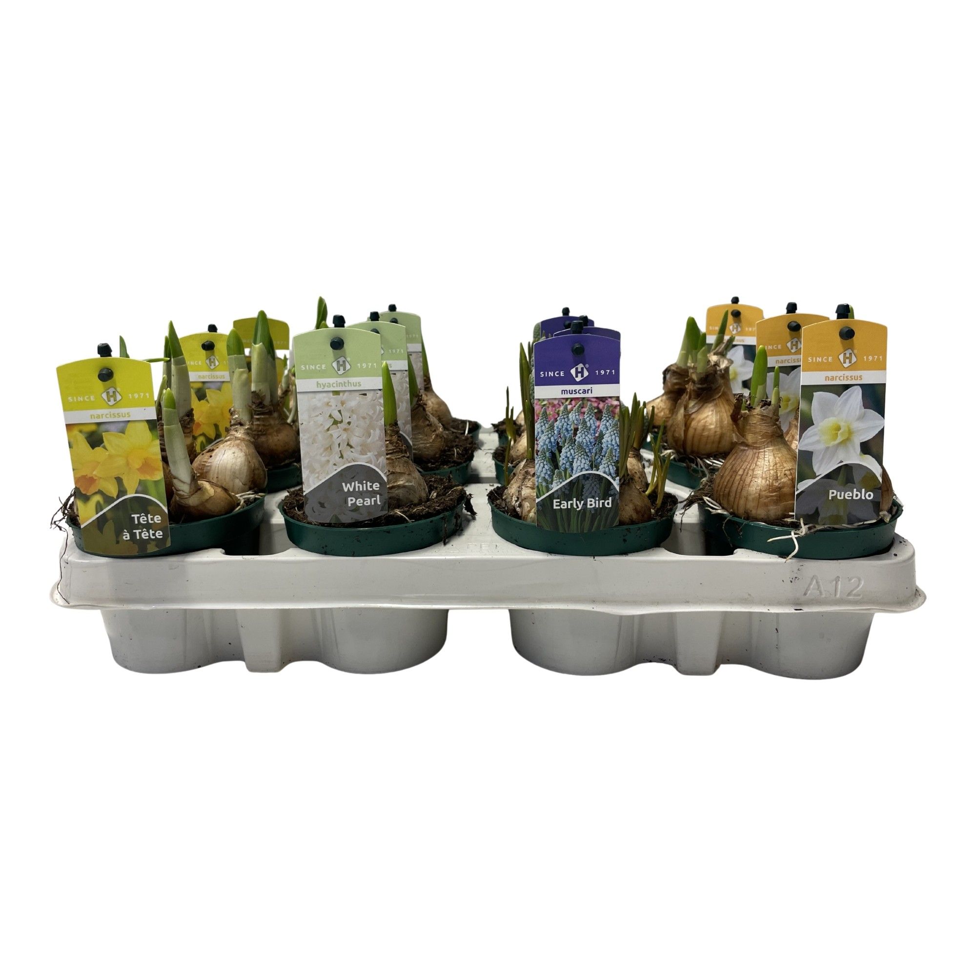 Bollenmix Hyacint/Muscari/Narcis, D 9