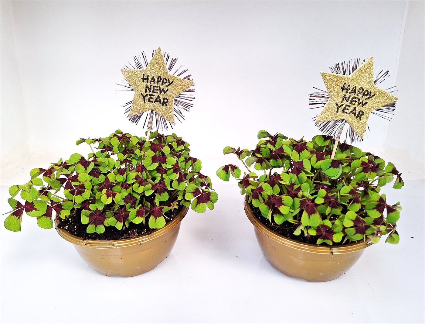 Oxalis deppei schaal Happy New Year, D 16