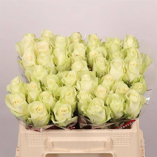 Роза од. Атена 35, шт.