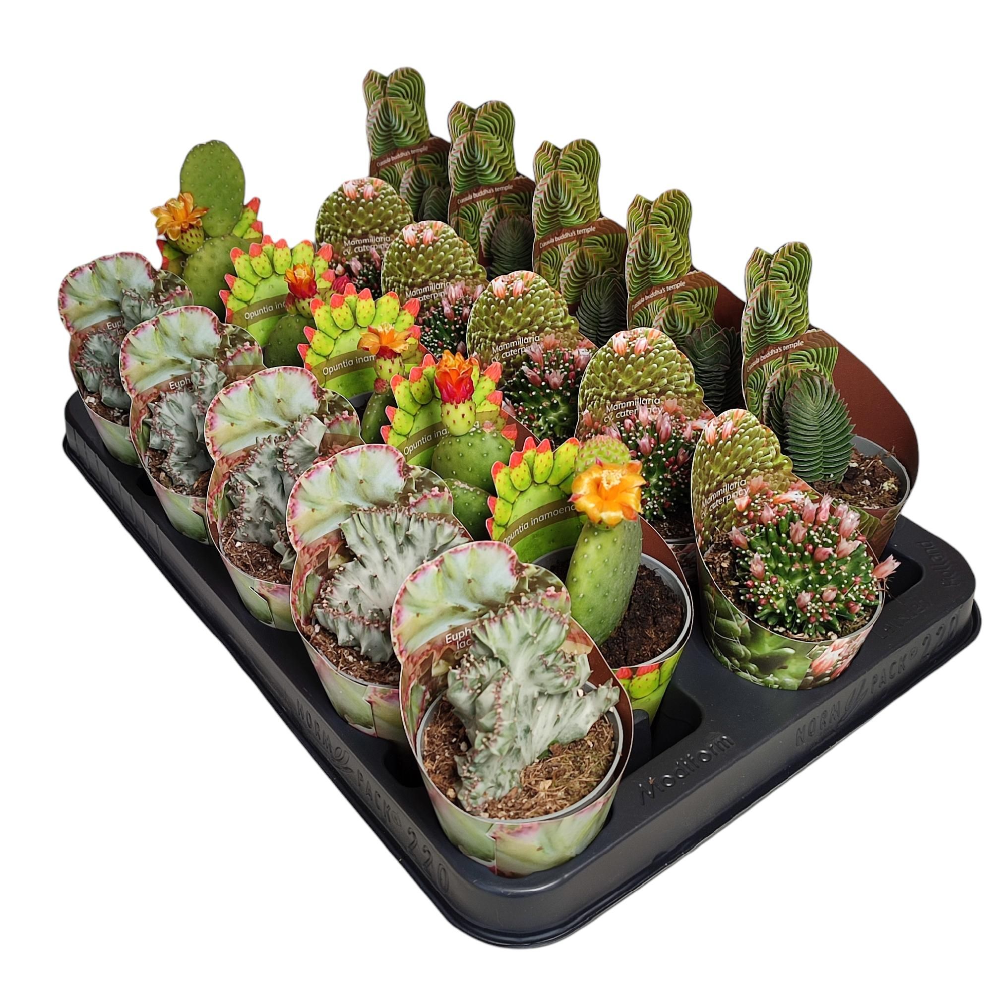 MIX CACTUS AND SUCCULENTS IN A ROW POT Ø 6,5 - SHAPED POTCOVER (CACTUS EN SUCCULENTEN), D 6,5