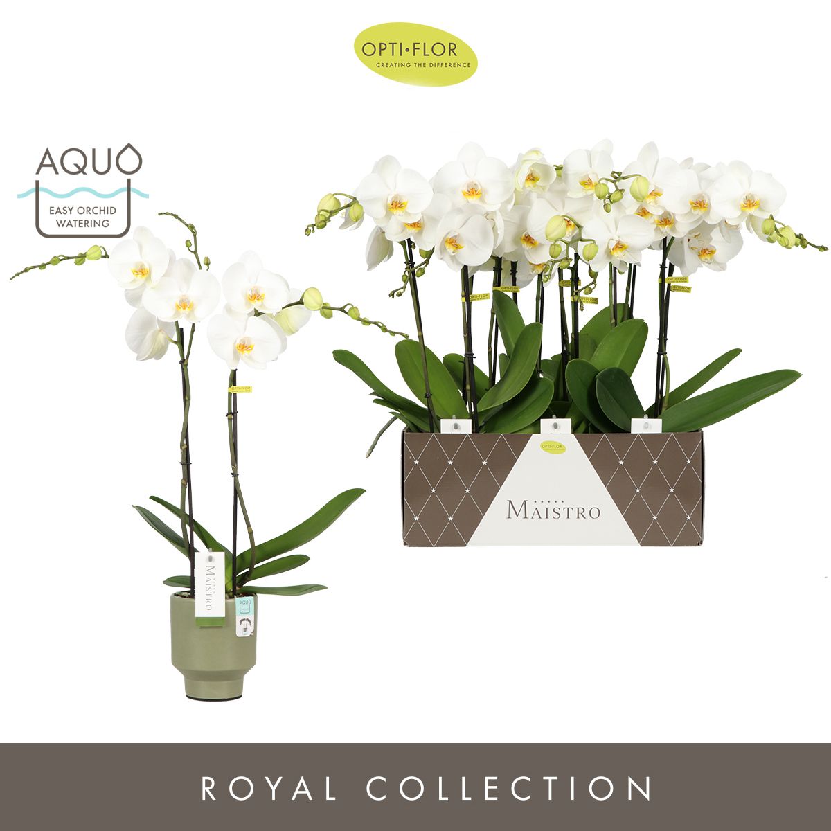 Maistro Verdi 2 spike 60 cm in Emilia Green Aquo, D 12 cm