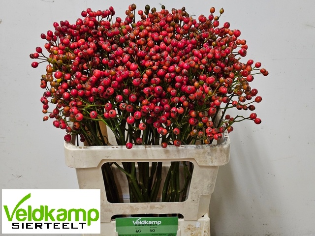 Рузботель Мэджикал Отем Глори 60, шт.