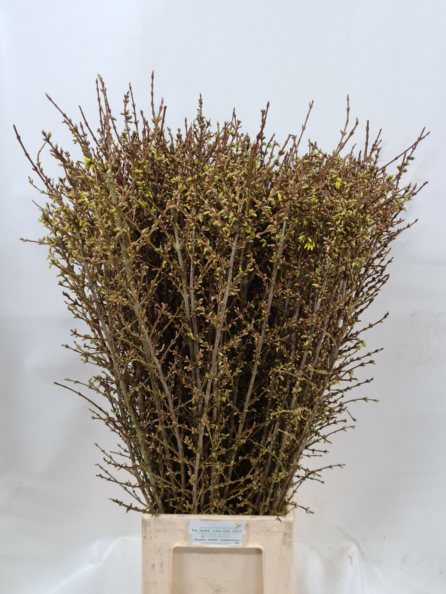 Форзиция Спектабилис 110 (желт.), шт.