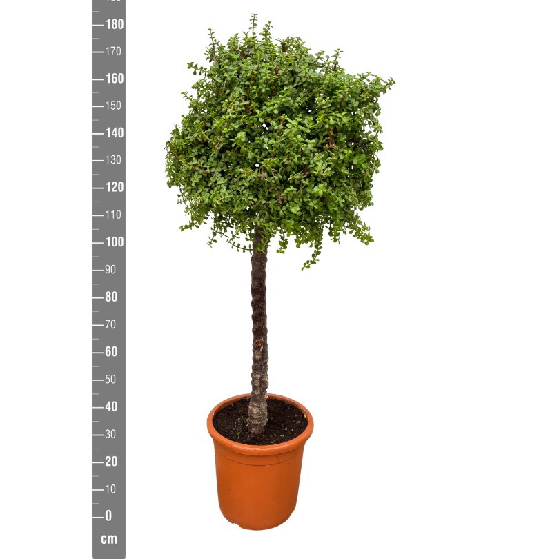 Portulacaria Afra - 190cm, D 40 cm