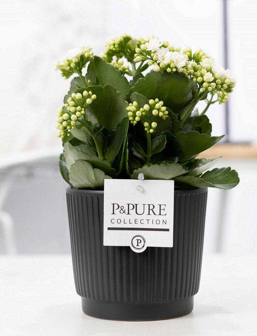Kalanchoe white in P&PURE Liv ceramics matt black, D 12