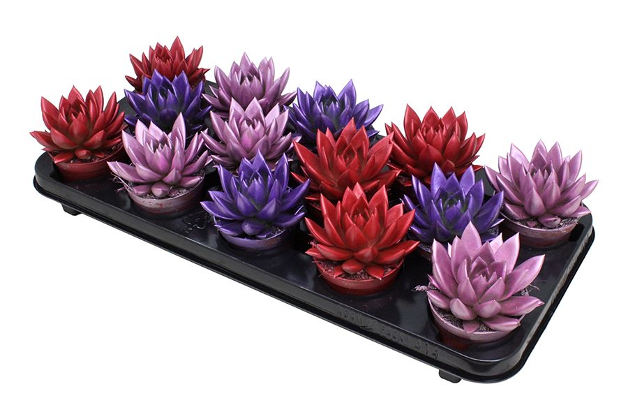 Miranda coloured metallic love mix, D 8,5