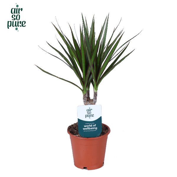 Dracaena Marginata p12 (Air So Pure), D 12