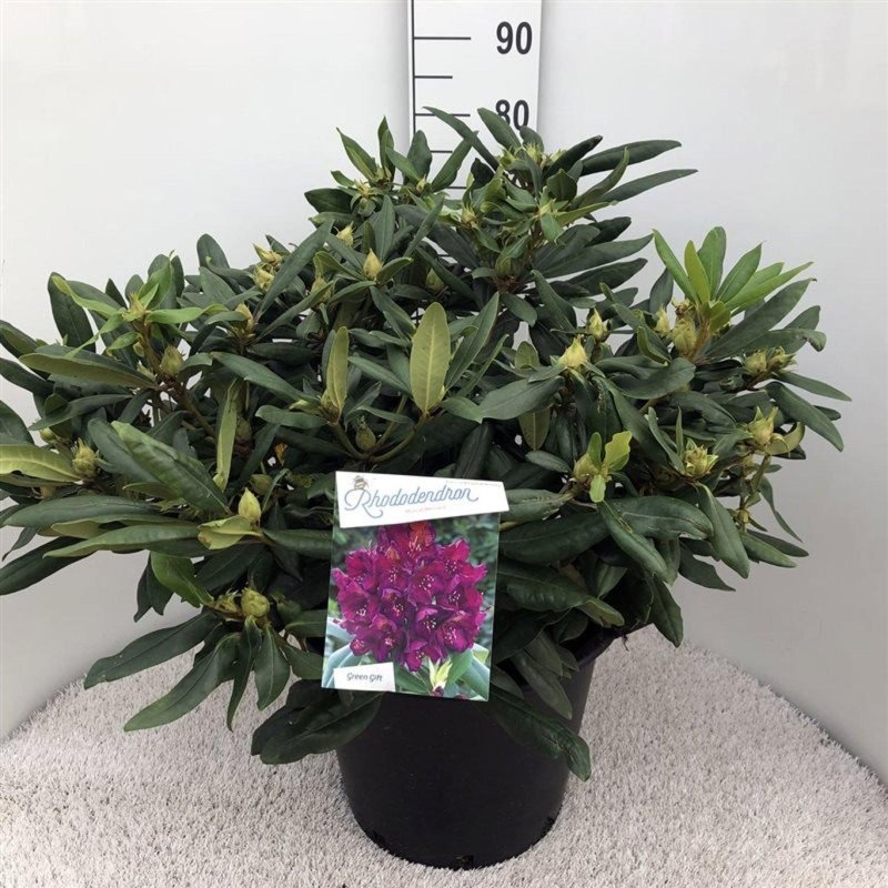 Rhododendron 'Marcel Menard', D 45