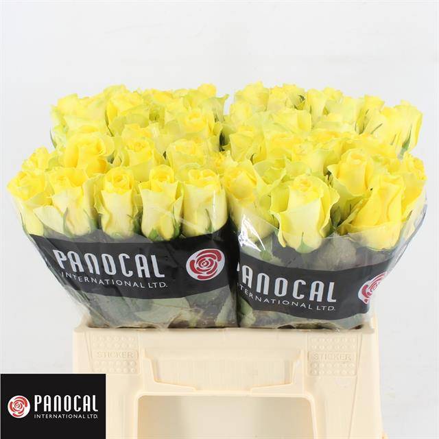 Роза од. Миньон Роуз 40, шт.