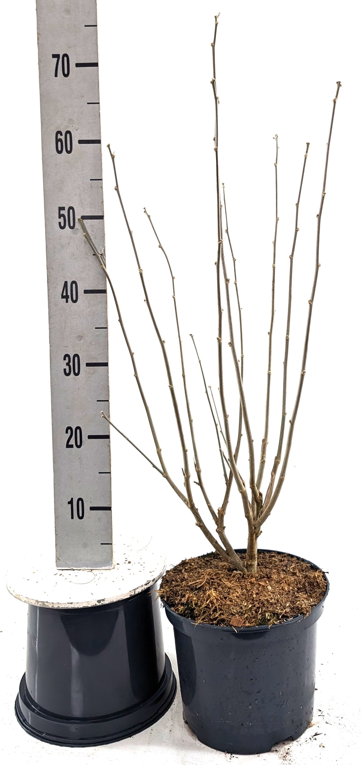 Hibiscus syr. 'Purple Ruffles', D 23