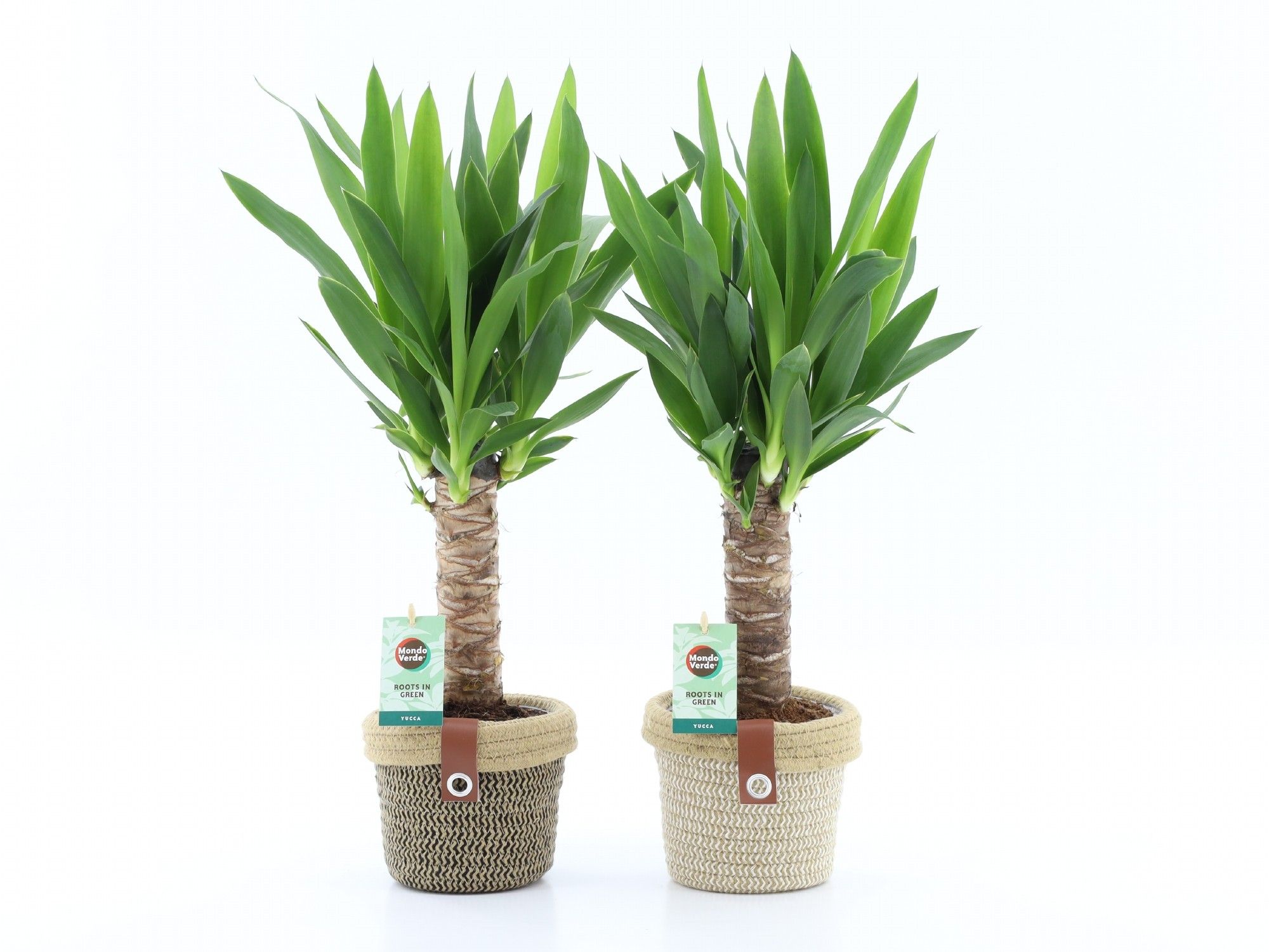 Yucca 25cm Hout 3+ kop in Noah Deluxe, D 14