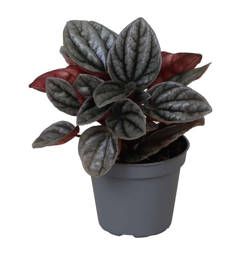 PEPEROMIA-HYBRID CARACAS, D 6 cm