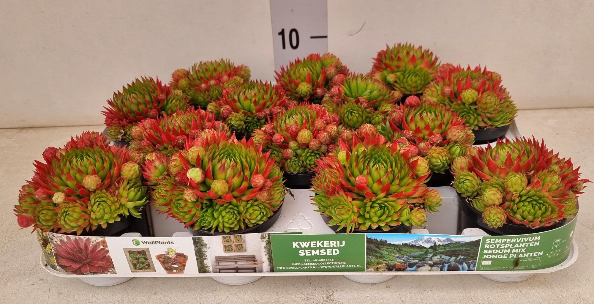 sempervivum Guiseppi ™, D 8
