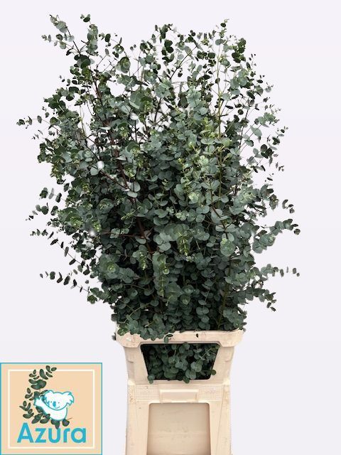 Эвкалипт Гунни Азура 125, шт.