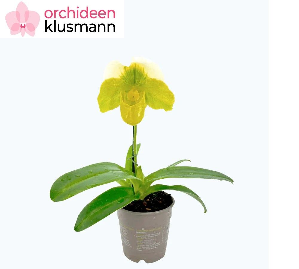 Paphiopedilum hybr. 'Grün-Weiß', D 12